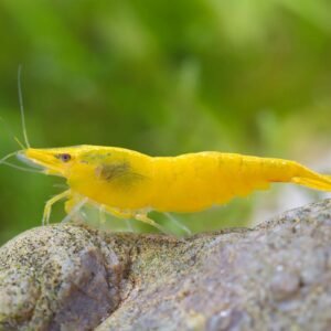 Neocaridina Yellow