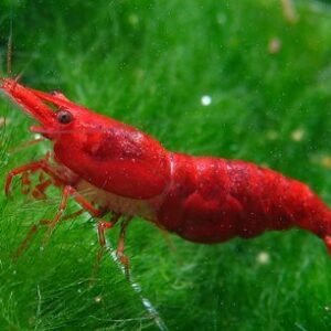 Neocaridina Red Cherry