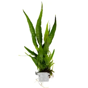 Microsorum pteropus
