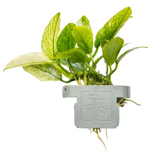Anubias barteri var. nana _x0092_Pinto_x0092_