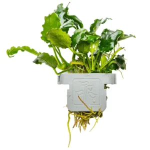 Anubias barteri var. nana _x0092_Kirin_x0092_