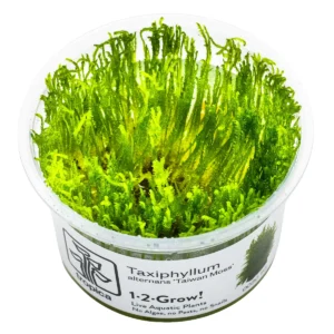 Taxiphyllum alternans 'Taiwan Moss'