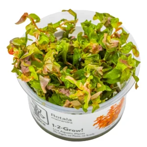 Rotala macrandra