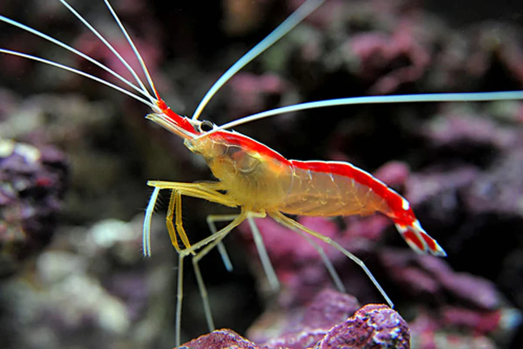 CLEANER20SHRIMP2020LYSMATA20AMBOINENSIS20.webp
