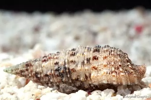 Cerithium-sp-1.webp