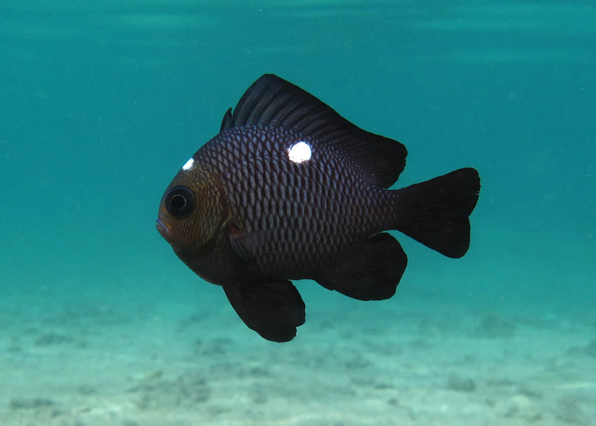 DOMINO DANSEL – DASCYLLUS TRIMACULATUS