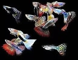 GUPPY MACHO DE SELEÇÃO