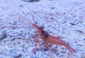 LYSMATA SPP CAMARAO COMEDOR DE APTASIA