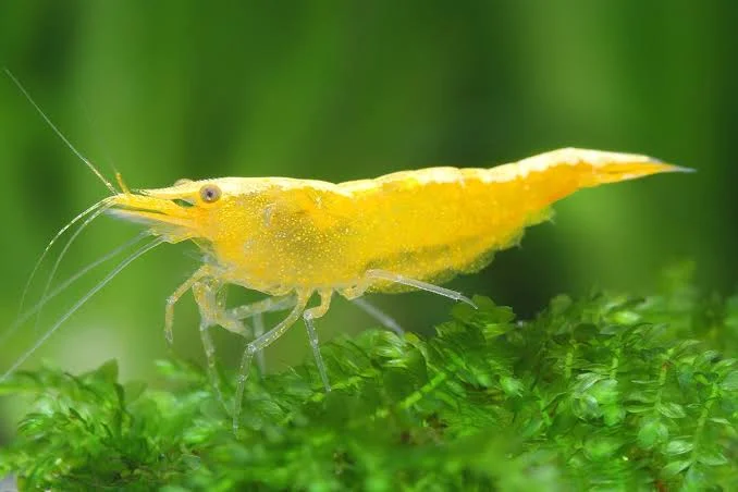 Neocaridina20davidi20Yellow.webp