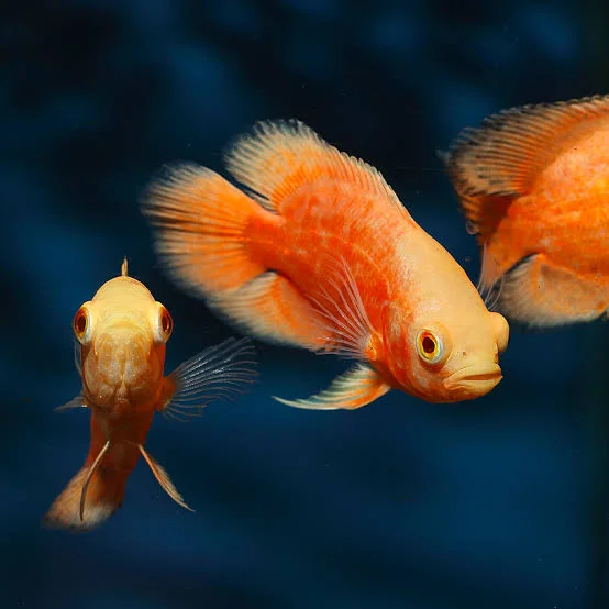 OSCAR RED CHILLI 5-6 CM – ASTRONOTUS OCELLATUS