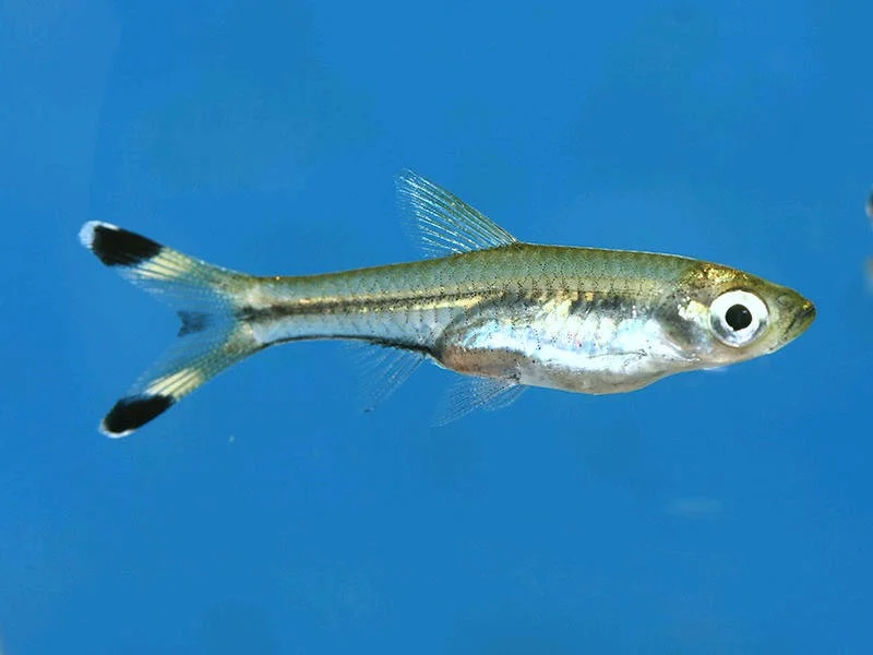 RASBORA TESOURA M TIJERITA