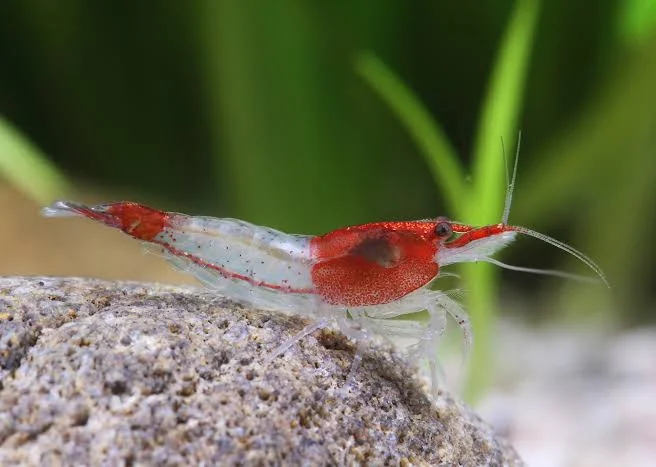 Shrimp20red20rili20-20neocaridina20denticulata.webp