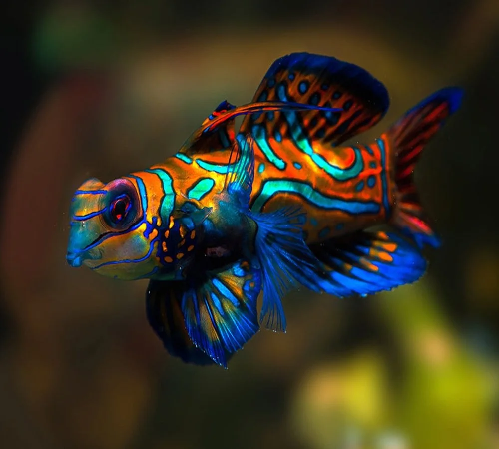 Synchiropus splendidus, Mandarin fish