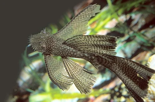 ancistrus-sp-long-fin-3-4cm-1.webp