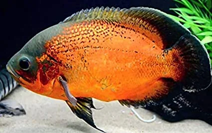 astronotus-ocellatus-oscar-red-4-5cm-1.webp
