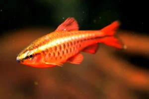 barbo cereja