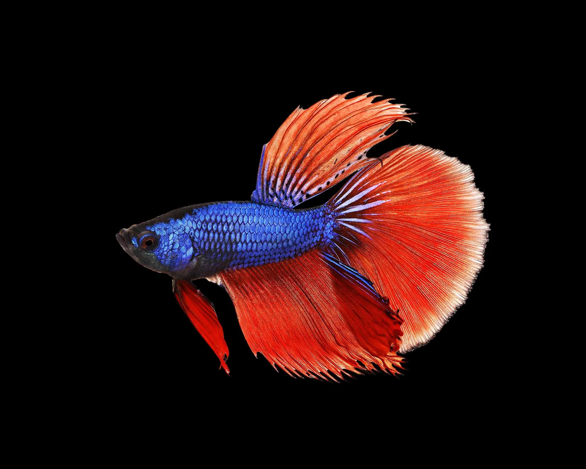 betta-splendens-macho-halfmoon-tricolor-1.webp