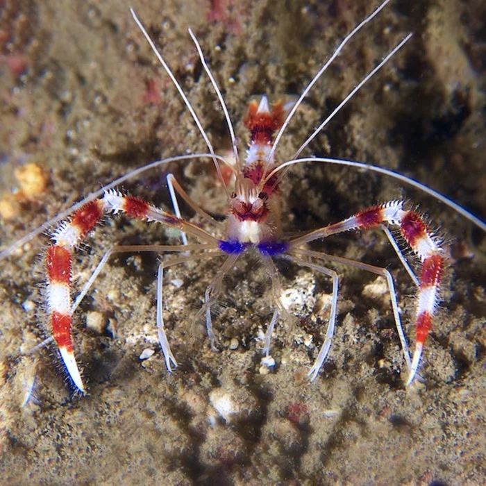 boxer-shrimp-1.webp