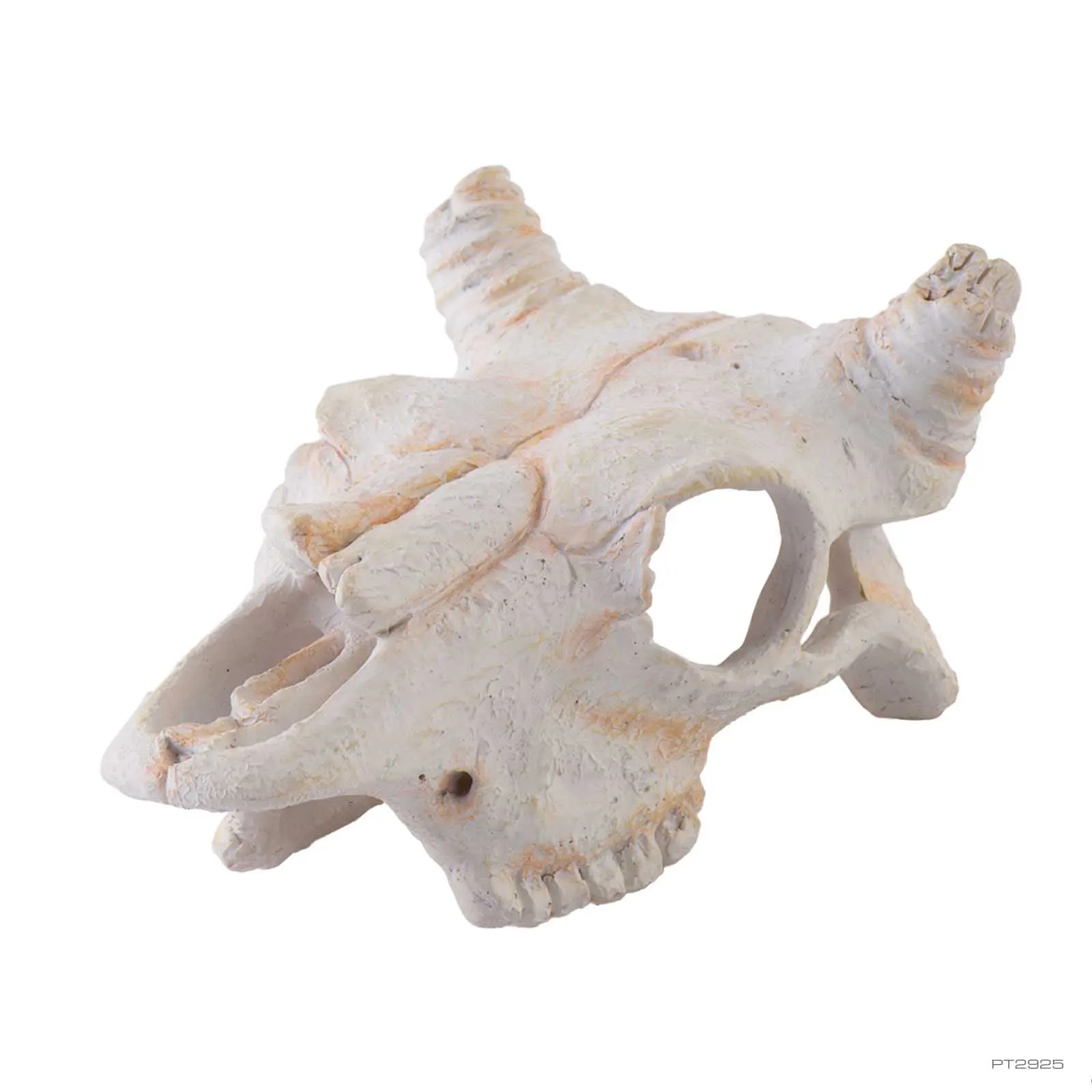 buffalo-skull