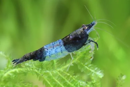 carbon_rili_shrimp_for_sale_rili_shrimp_black_rili_shrimp-1.webp