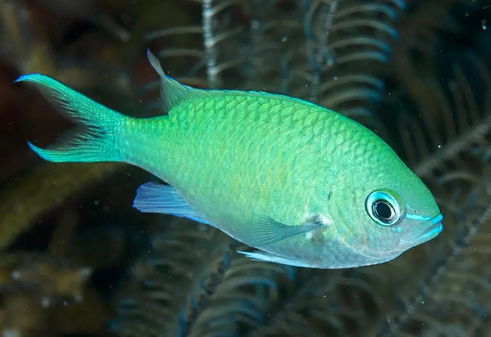 chromis – green chromis viridis