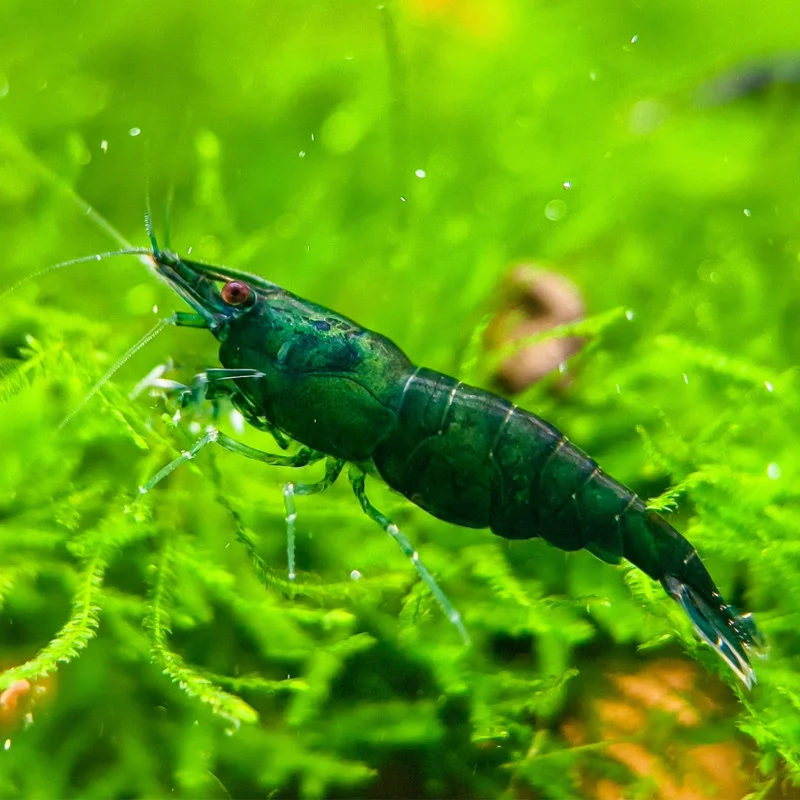 neocaridina-davidi-var-green-1.webp