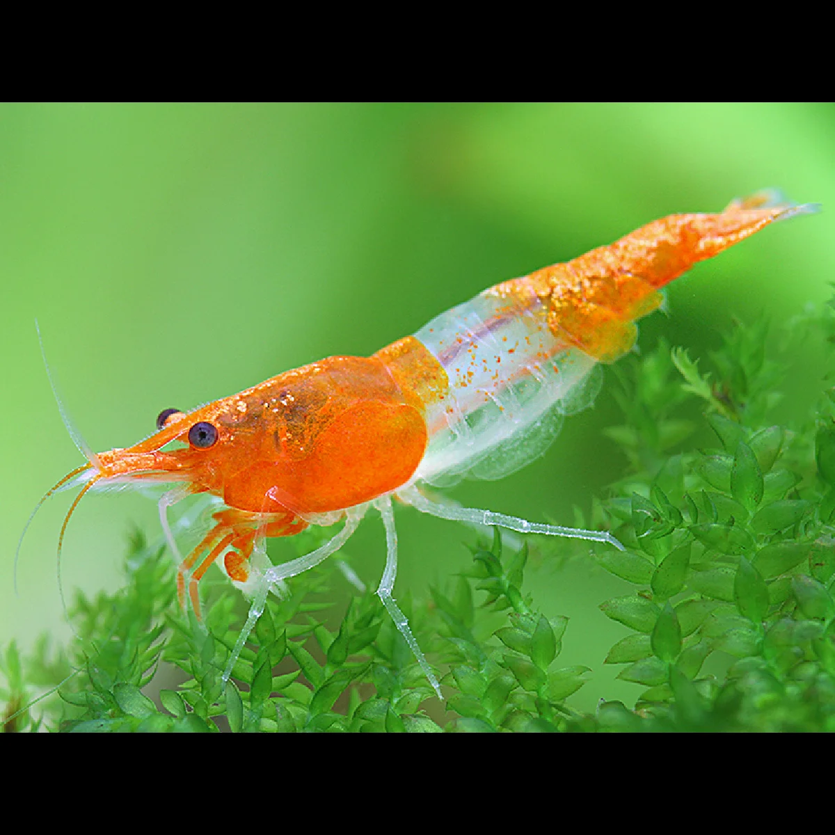 neocaridina-denticulata-orange-rili-1.webp