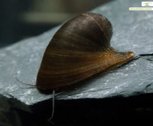Neritina