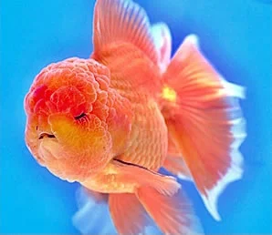 ORANDA CLASE A 8-10 CM