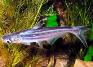 pangasius veu