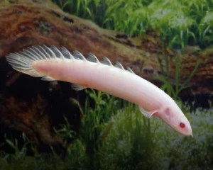 polypterus senegalus albino