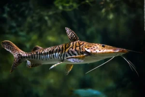 PHRACTOCEPHALUS SP x PSEUDOPLATYSTOMA