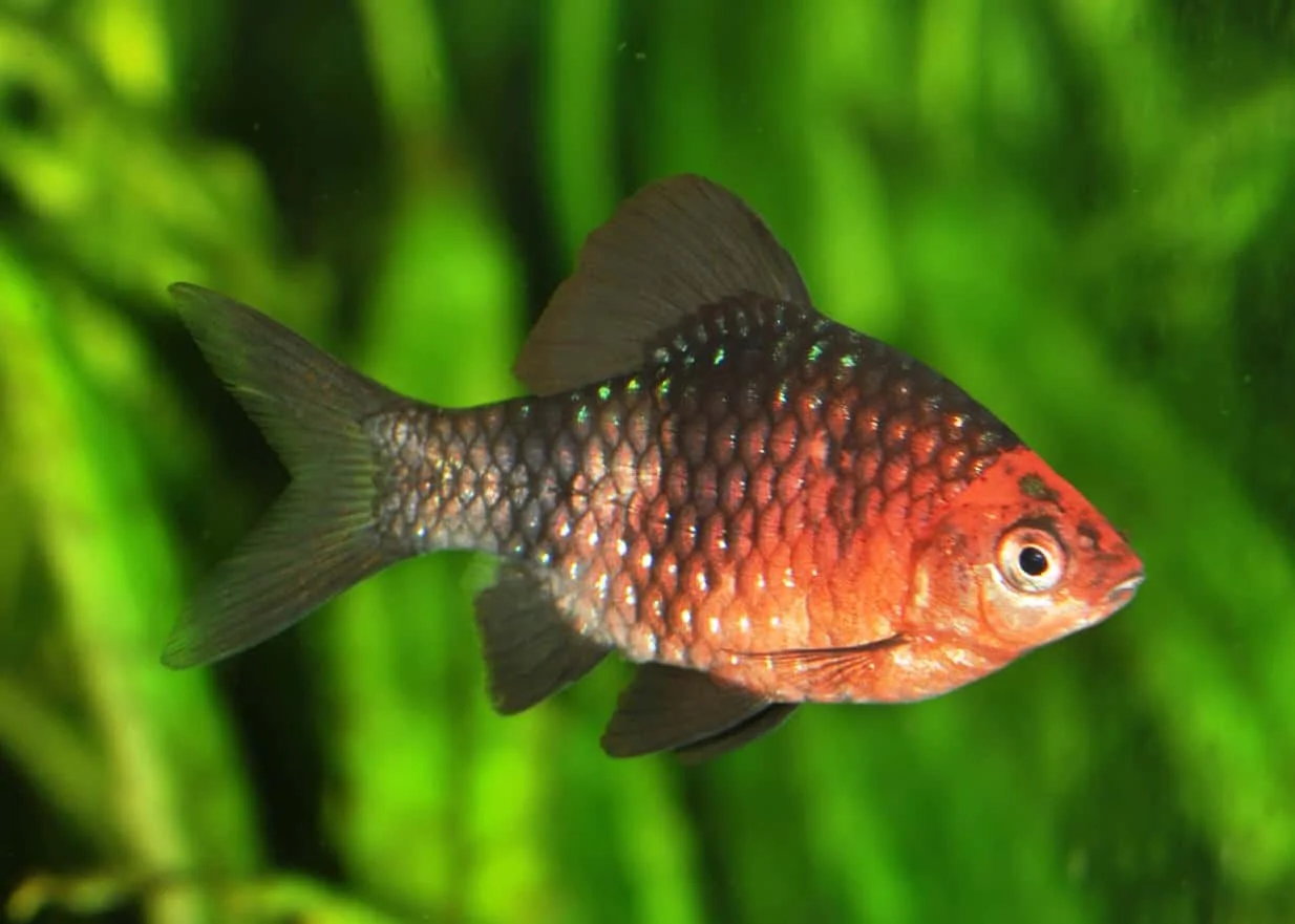 puntius-nigrofasciatus-barbo-ruby-1.webp