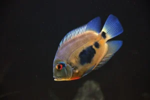 UARU AMPHIA CANTHOIDES