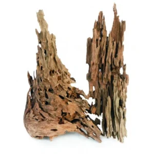 dragon wood (madeira do dragao)